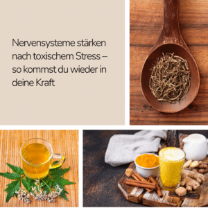 Nervensysteme stärken nach toxischem Stress – so kommst du wieder in deine Kraft